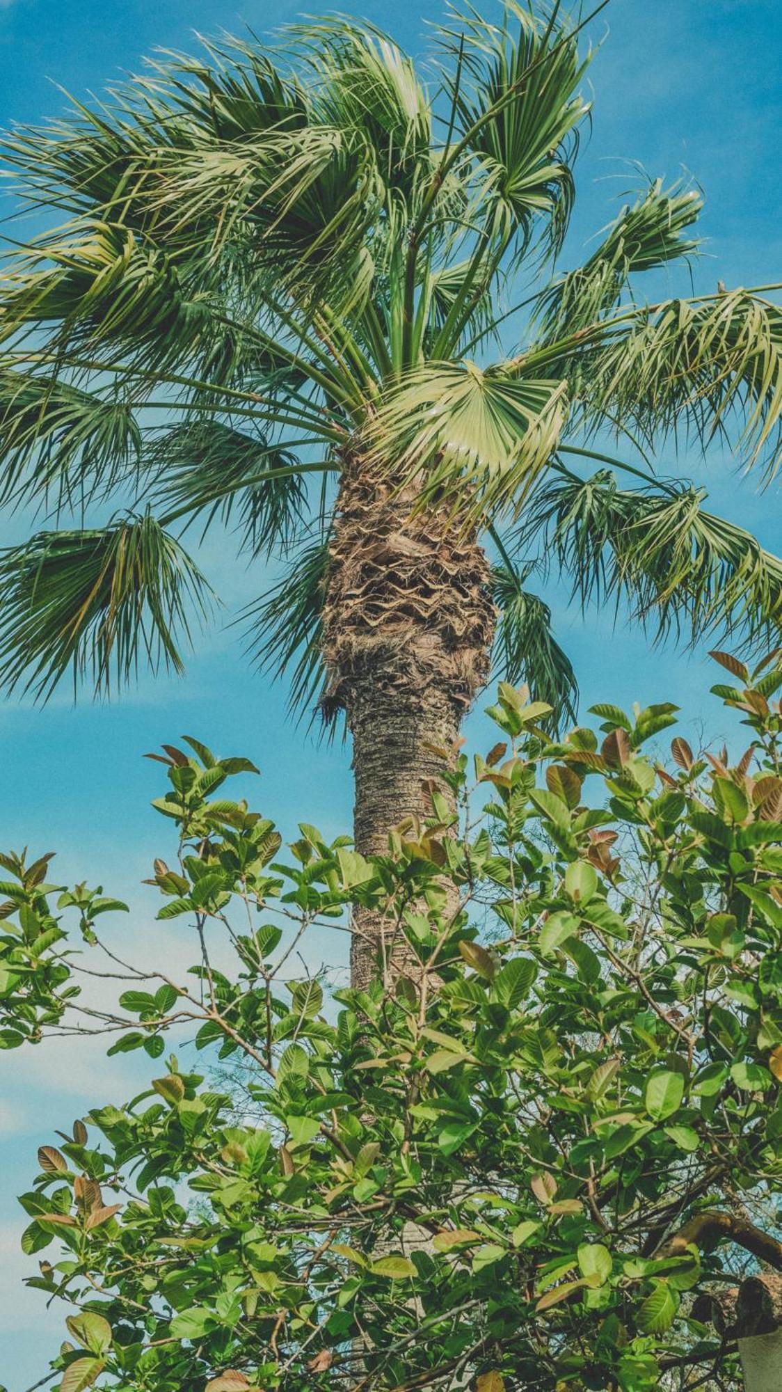 Pine House - Faro Airport, Beach And City Center Εξωτερικό φωτογραφία